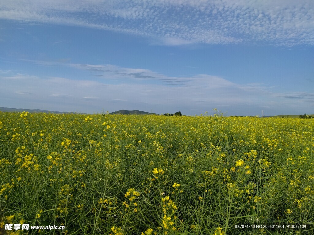 金黄油菜花田 蓝天白云景