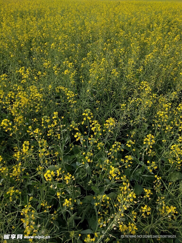金黄油菜花田美景