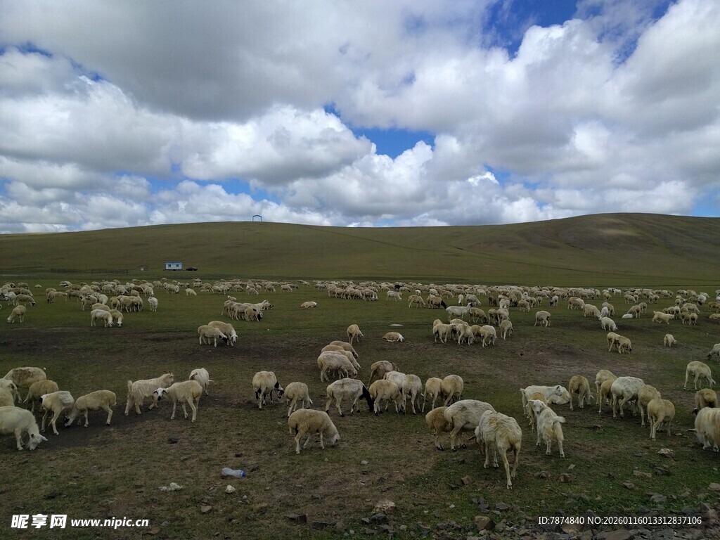 草原羊群 蓝天之下的牧场景象