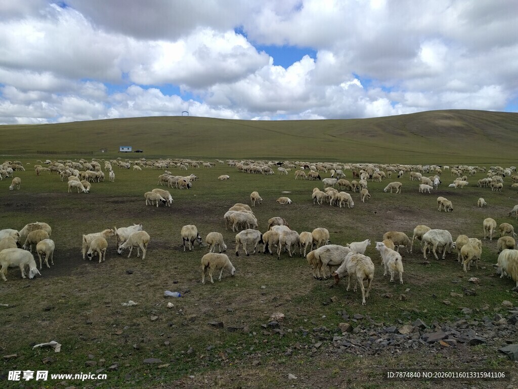 草原羊群风景