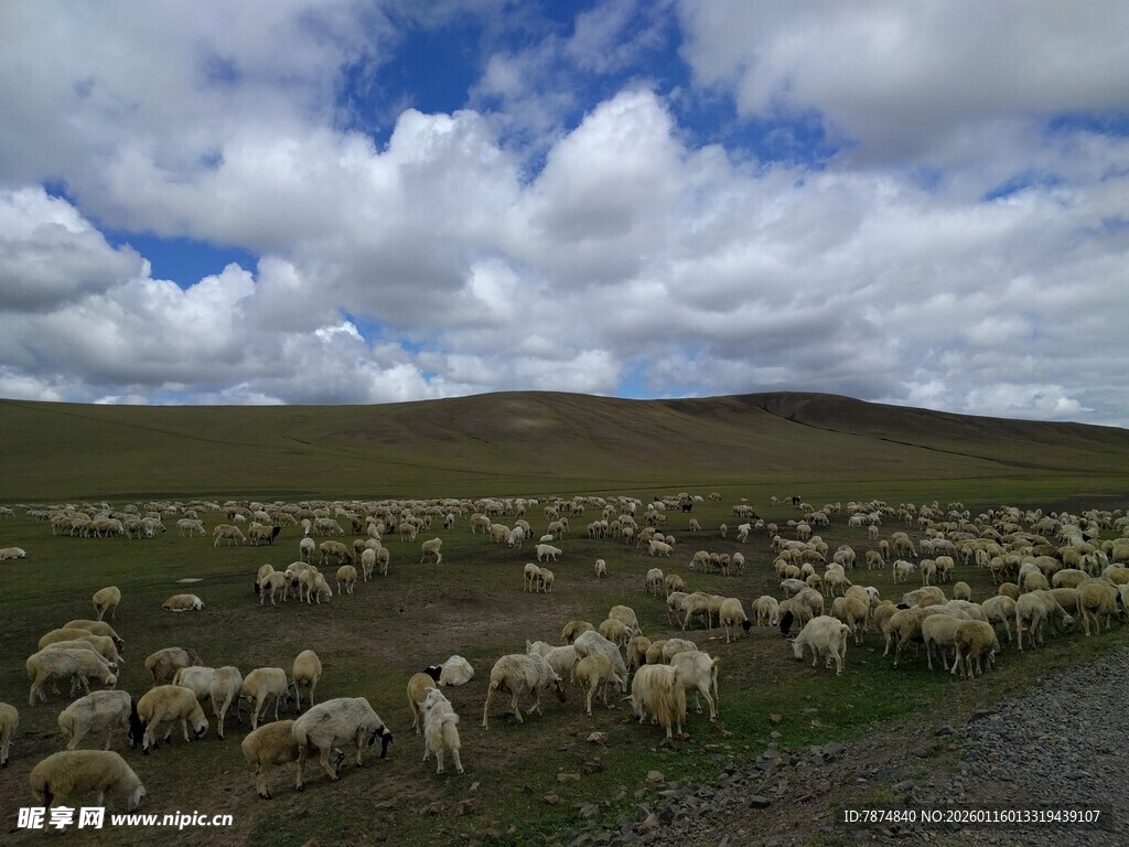草原羊群 蓝天白云下的风景