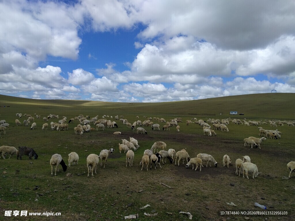 草原羊群 蓝天白云下的牧景
