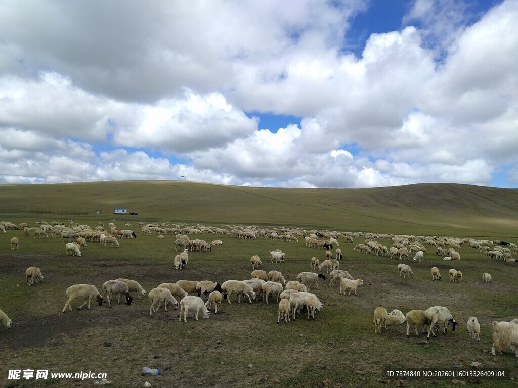 草原羊群风景
