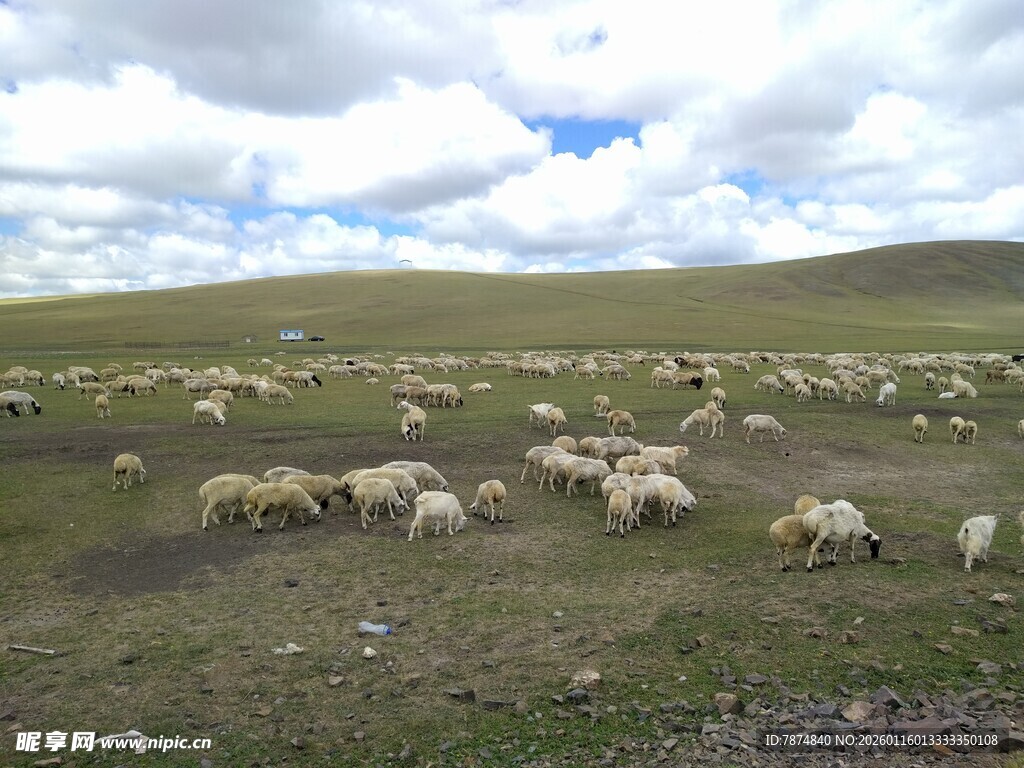 草原羊群图