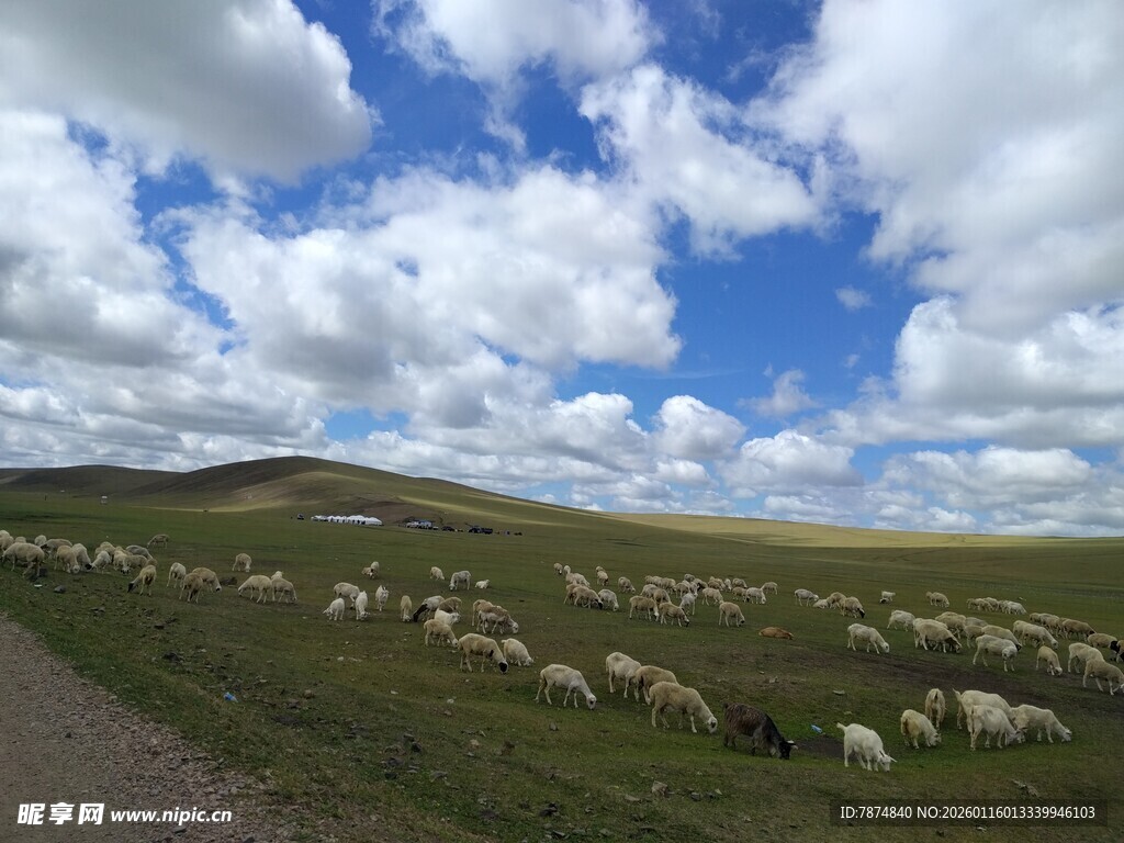 草原羊群漫步蓝天白云下