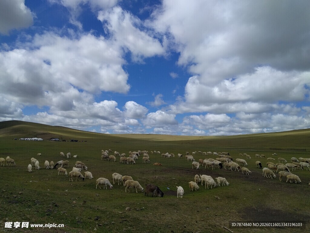 草原羊群蓝天白云美景