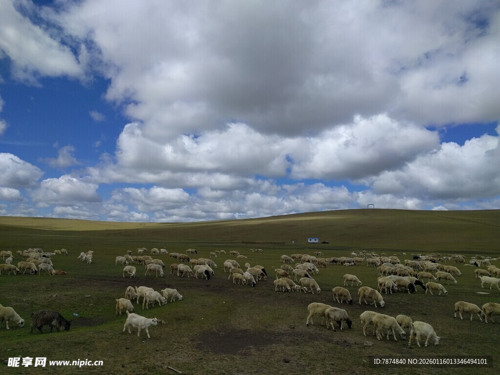 草原羊群 蓝天白云美景
