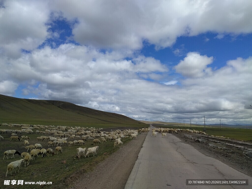 草原公路羊群蓝天白云景