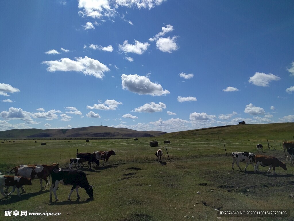 草原上的牛马群