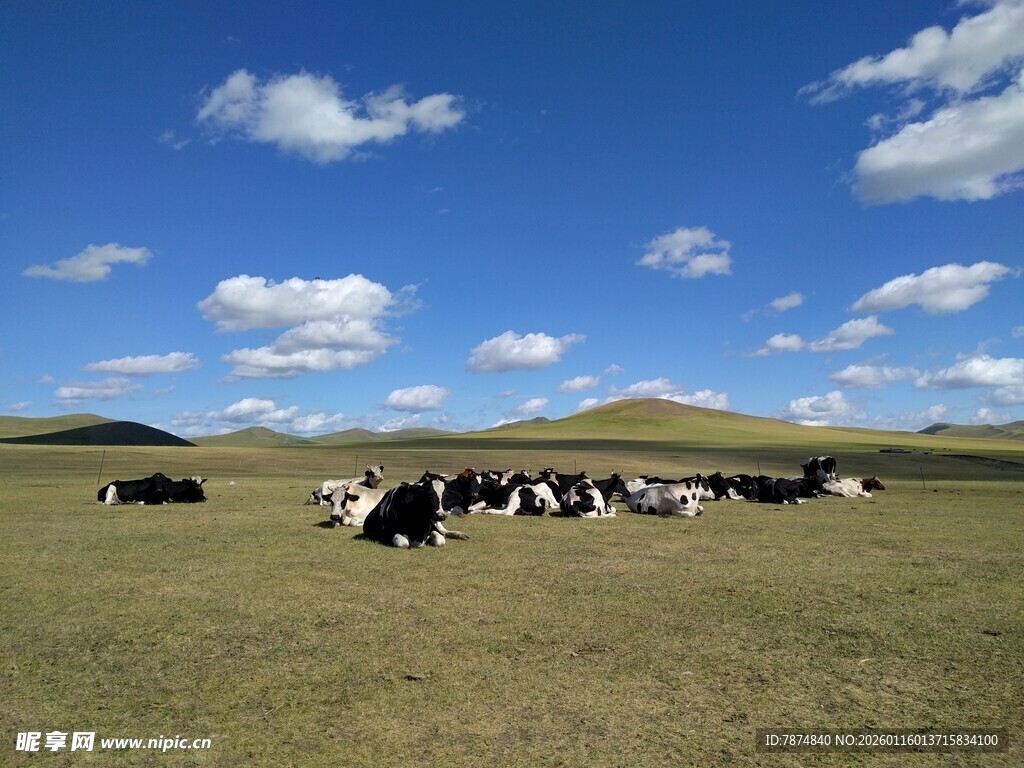 草原上的牛群
