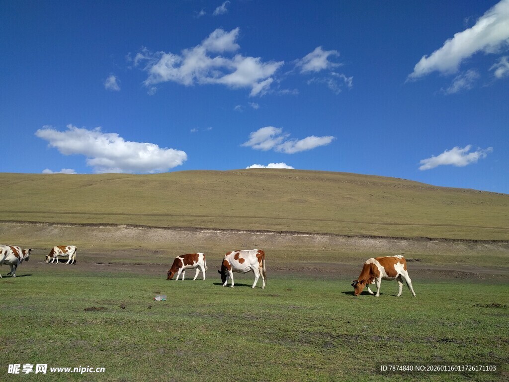 草原上悠闲吃草的牛群