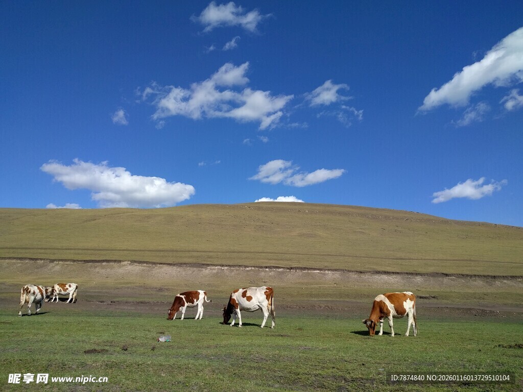 草原牧牛图