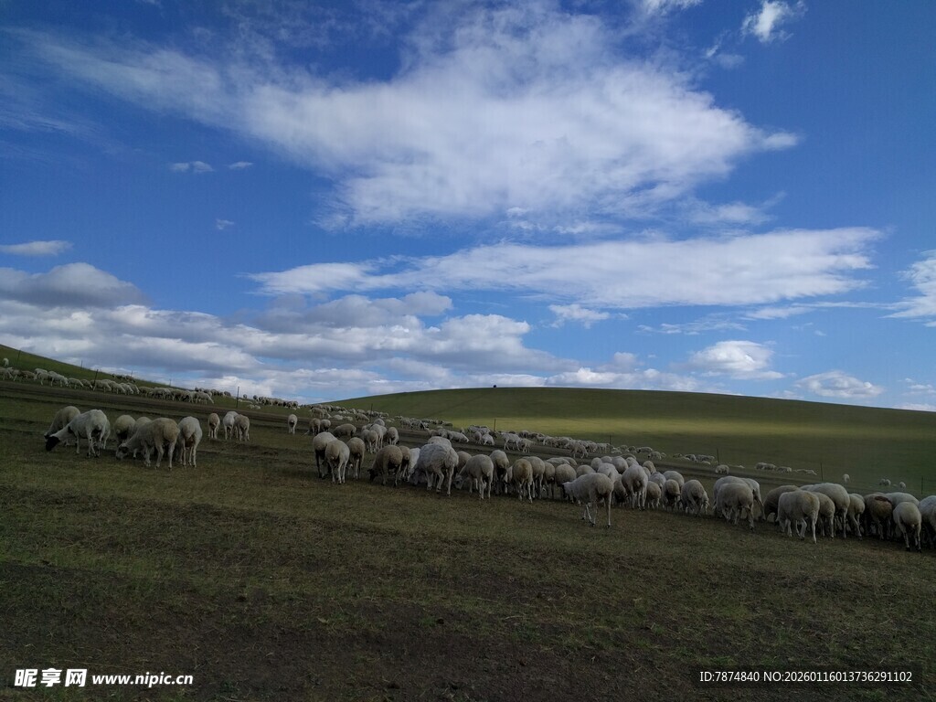 草原羊群漫步蓝天之下