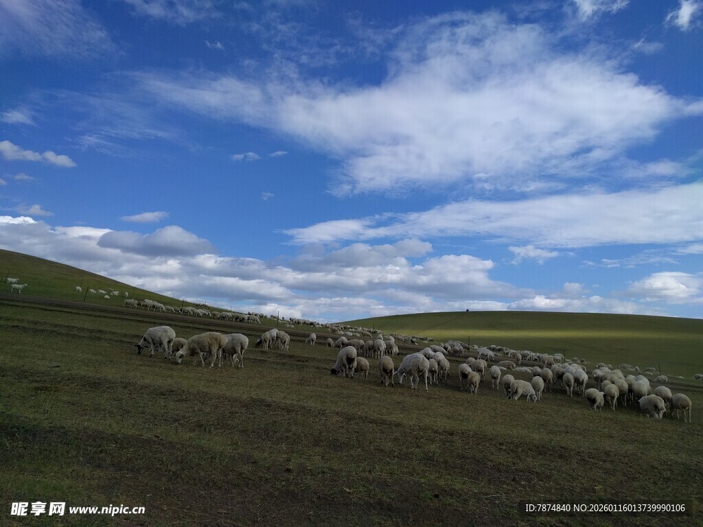 草原羊群在蓝天白云下