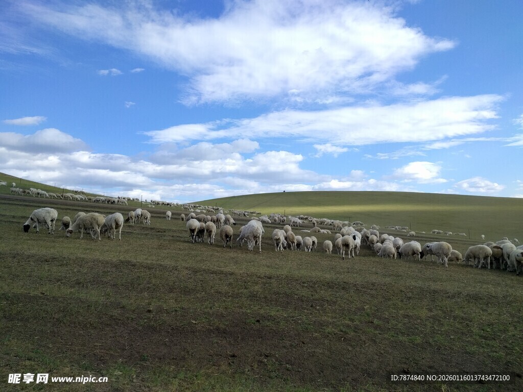 草原羊群漫步图景