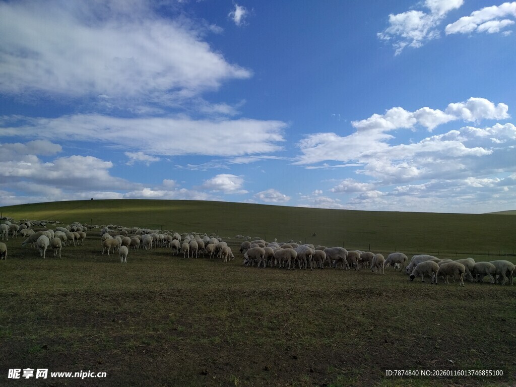 草原羊群漫步蓝天之下