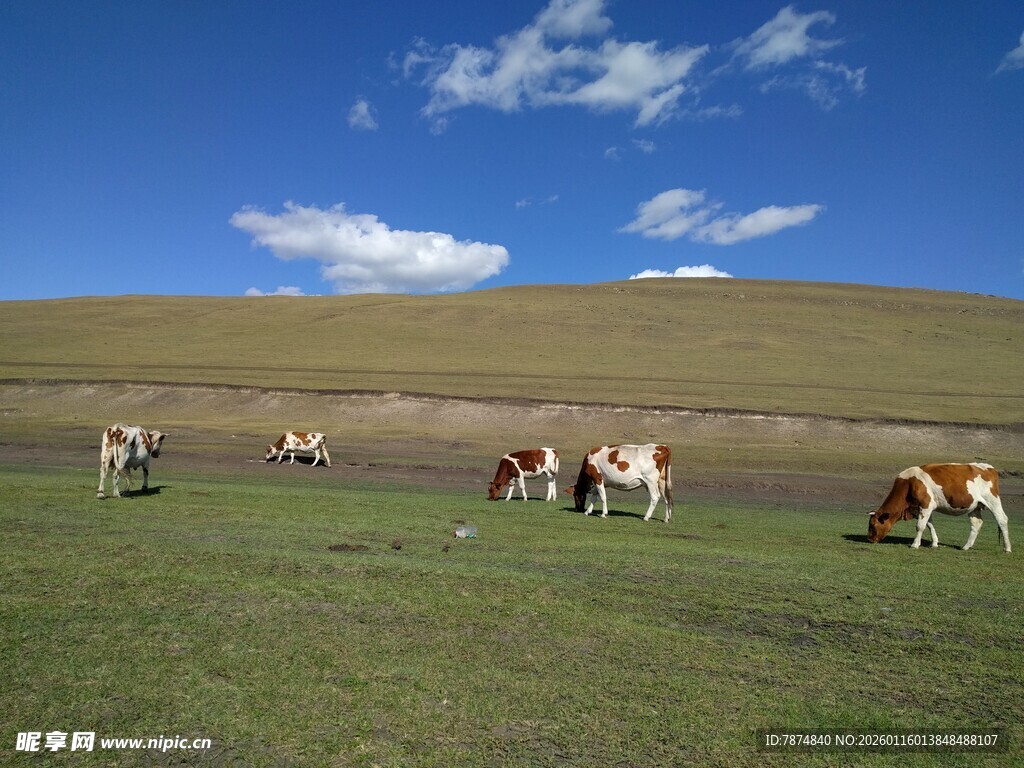 草原上悠闲吃草的牛群