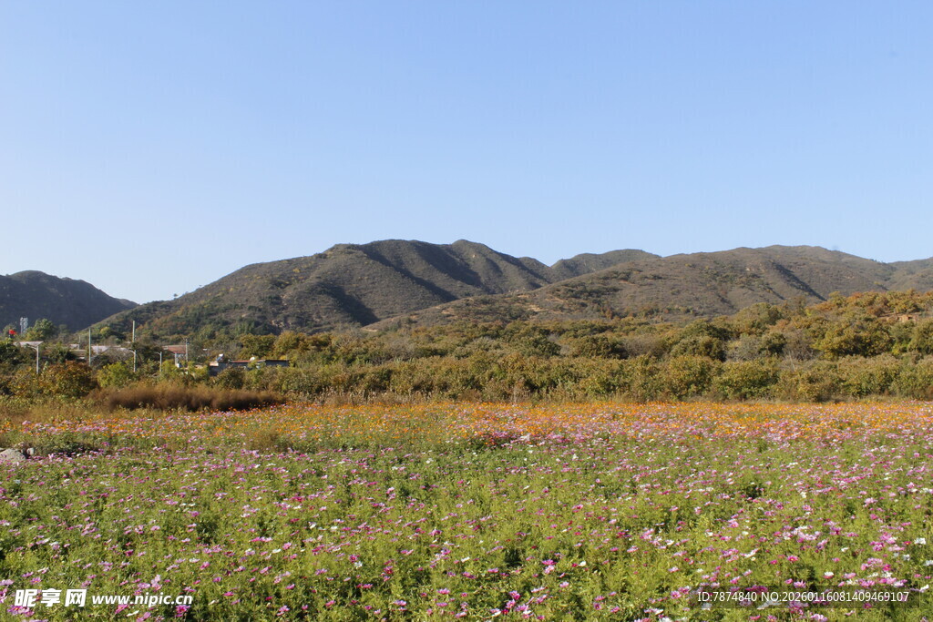 山野草地风光