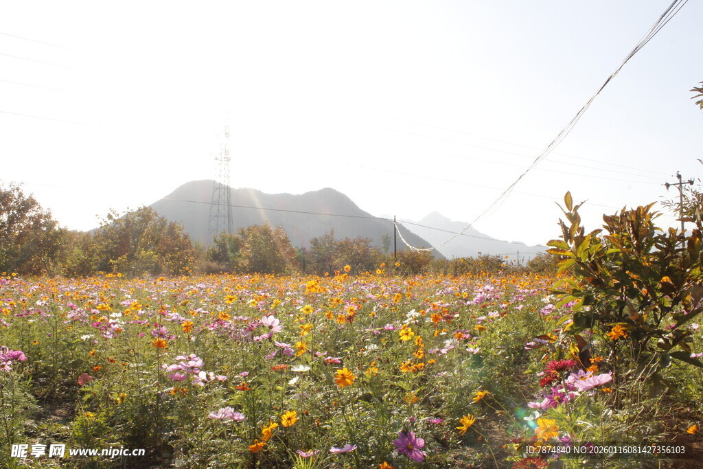 山间绚烂花田美景