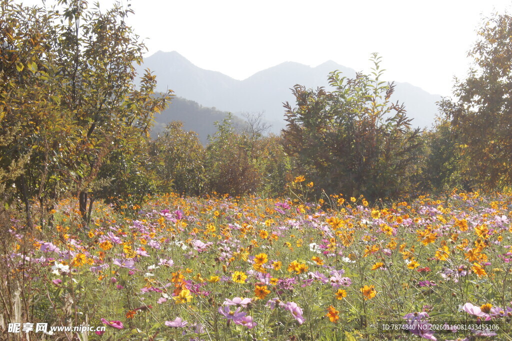 多彩花田 自然田园美景