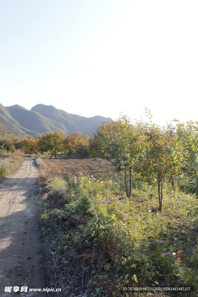 山间果园小路风景