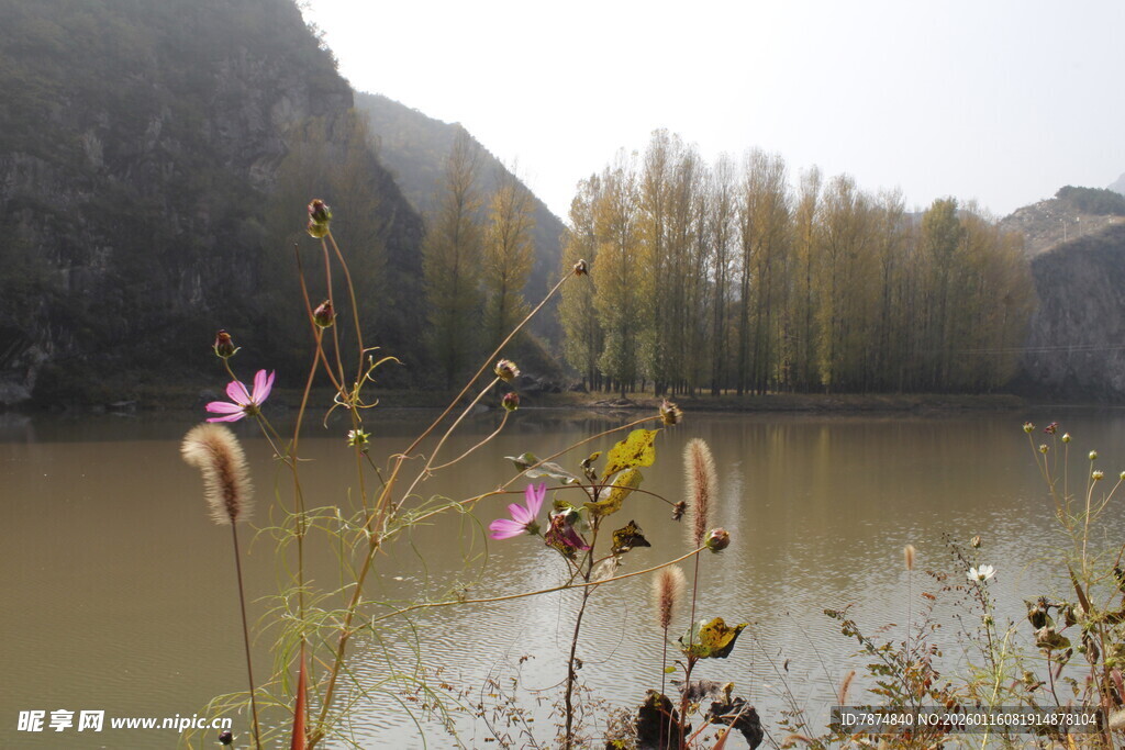 湖畔野花与远处山林景色