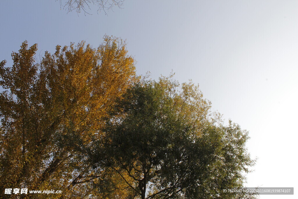 秋日树梢与明朗天空