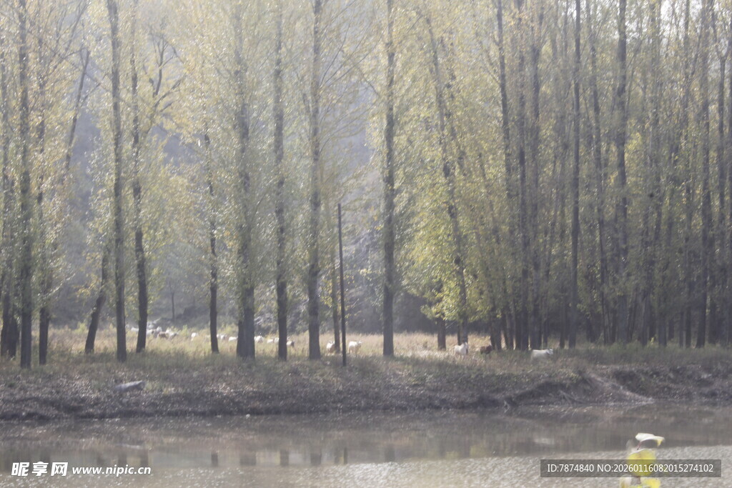 河畔树林风景