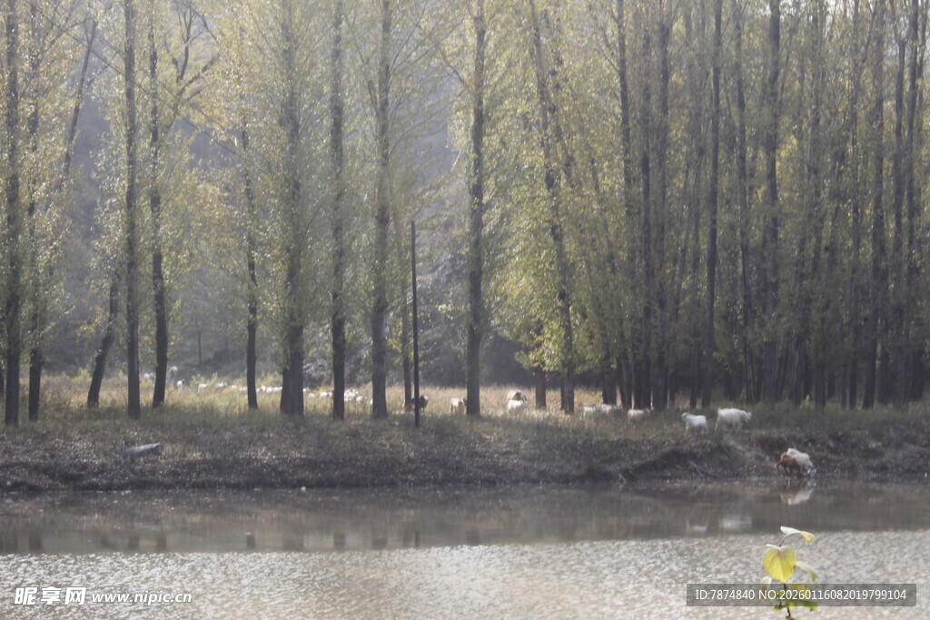 林间河畔风景
