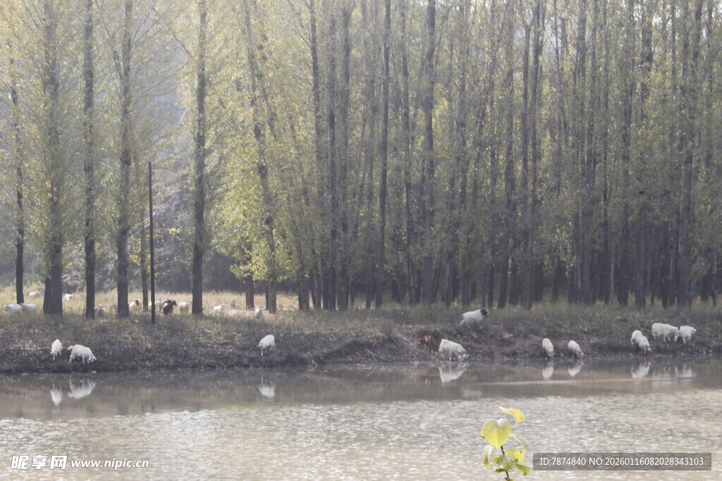 湖畔树林风景