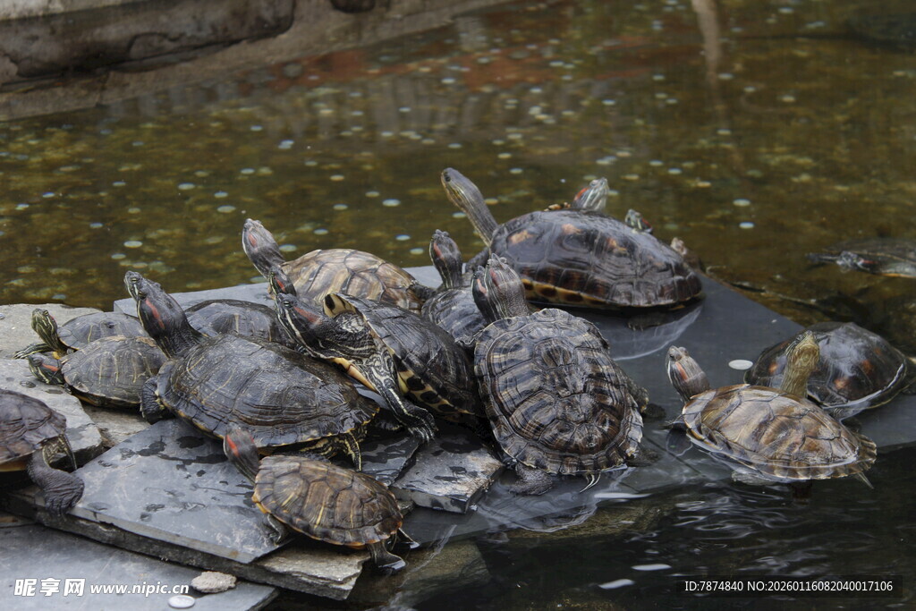 一群乌龟聚集在水边石上