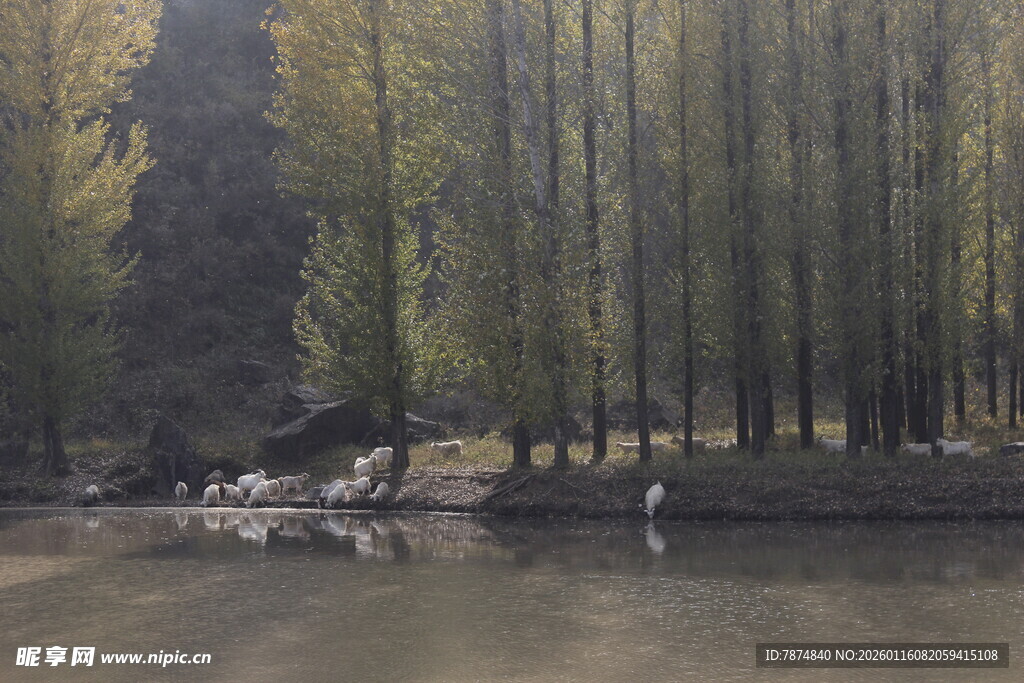 林间湖畔静谧自然美景