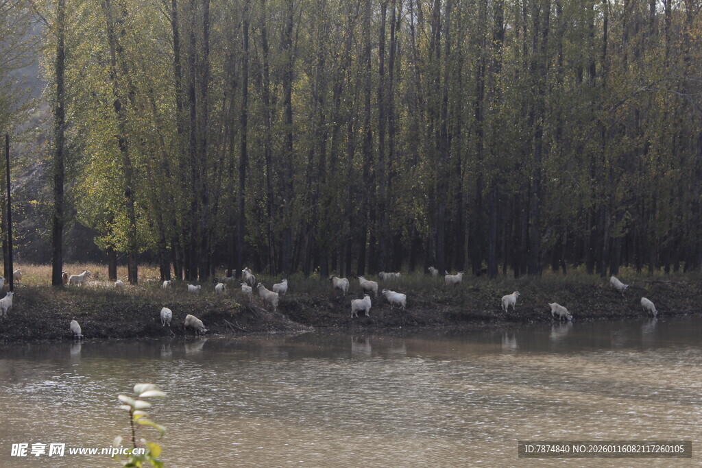 湿地群鸟栖息景象