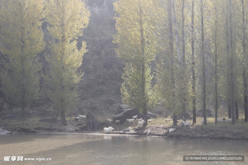 林间溪流边的静谧自然景