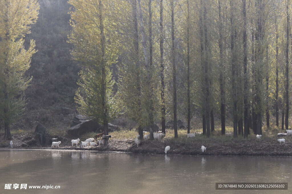 湖畔垂柳下的静谧景致
