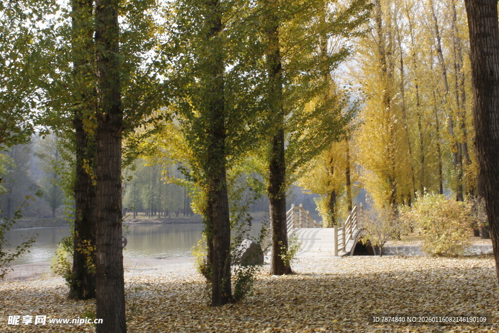 秋日林间静谧湖畔风光