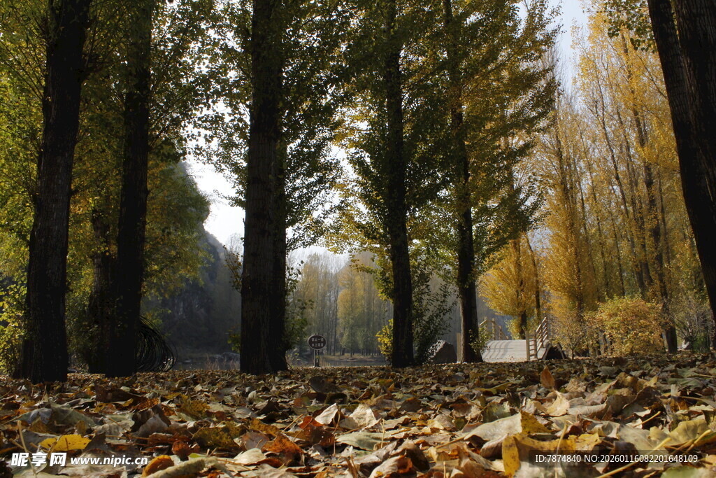 秋日林间落叶美景