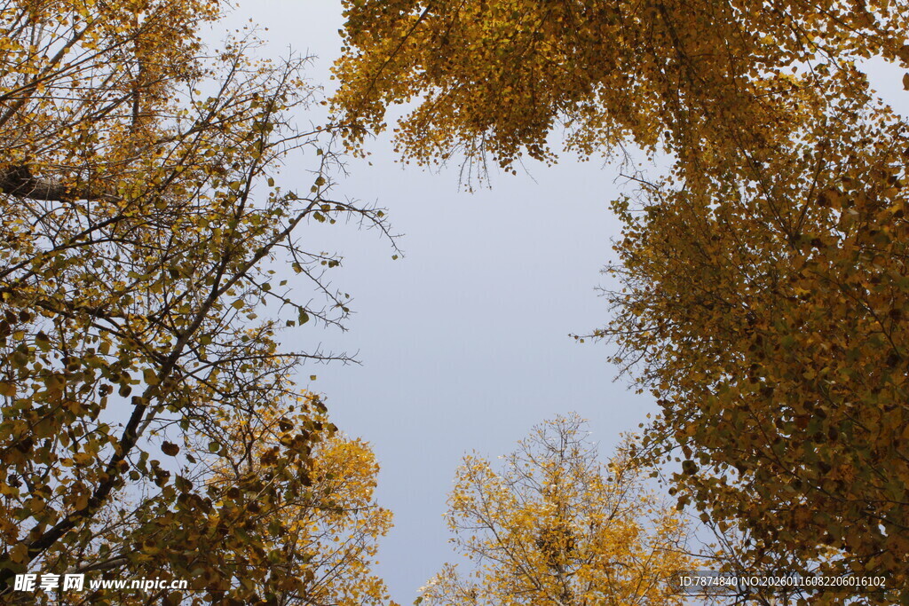 仰望秋日金黄树林