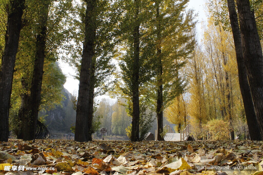 秋日林间落叶美景