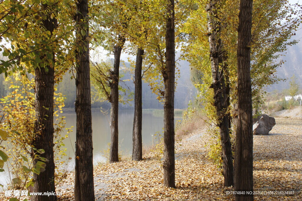 秋日林荫道 黄叶铺满地