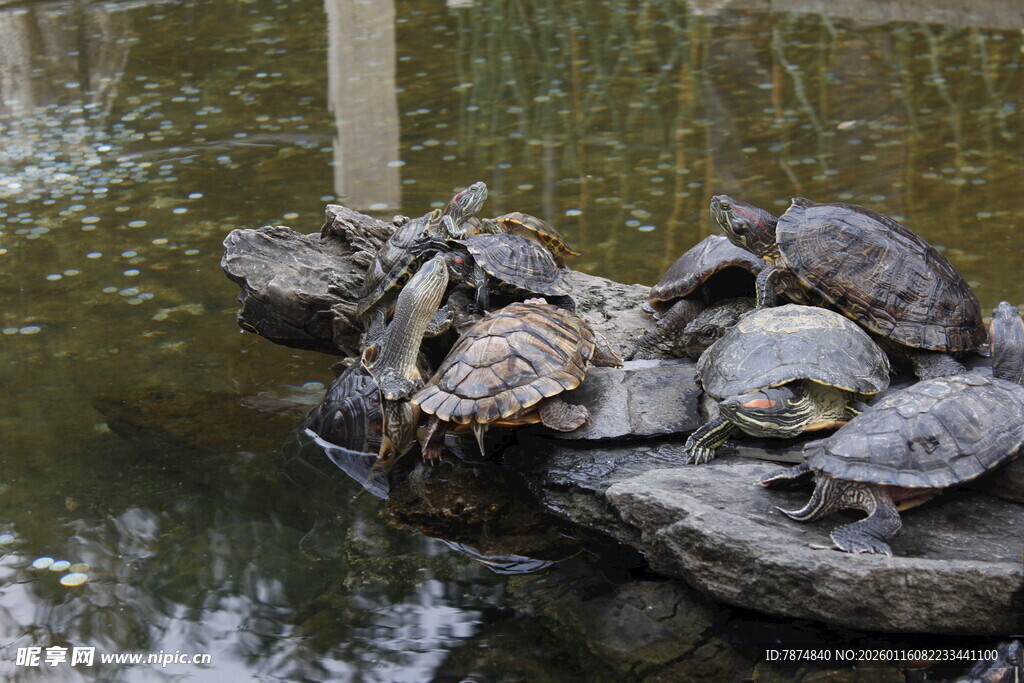 龟群栖息于水边石块上