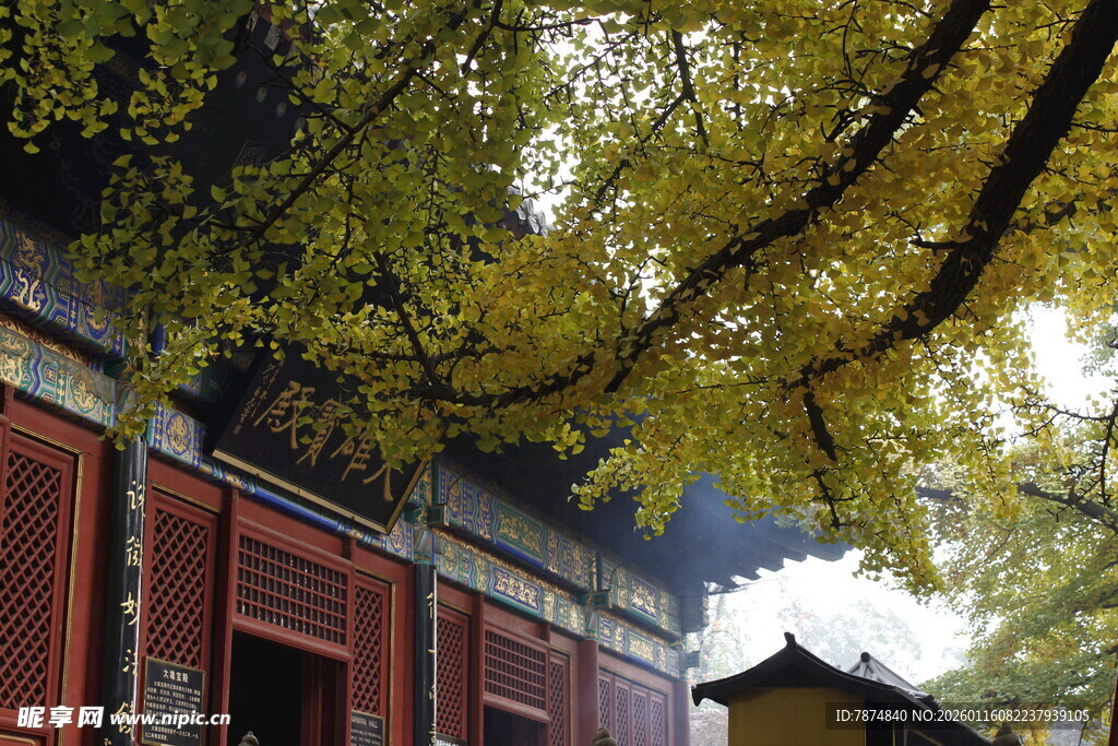 古宅银杏下的静谧景致