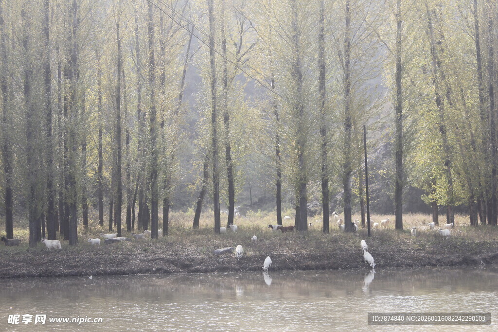湖畔柳林白鹭栖息美景