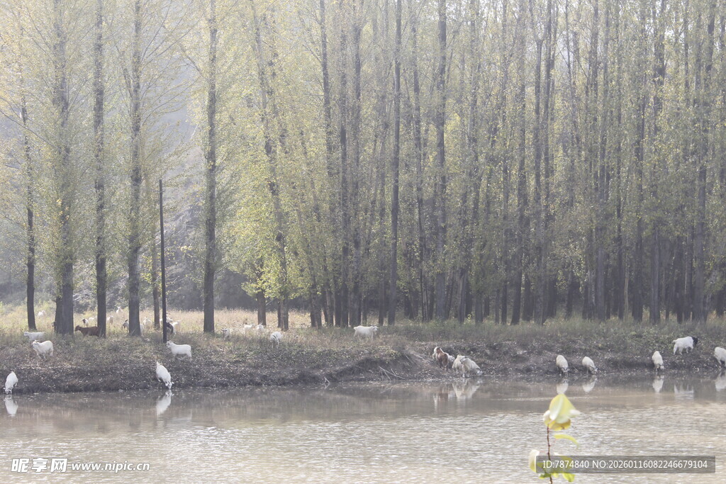 湖畔柳林白鹭栖息美景