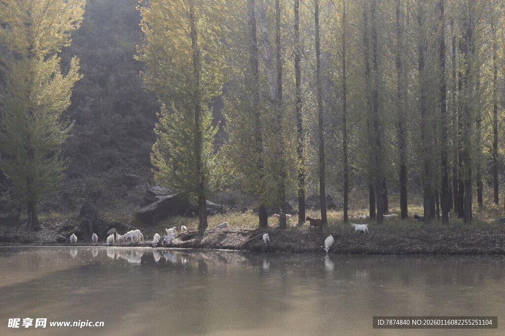 林间湖畔的静谧自然景象