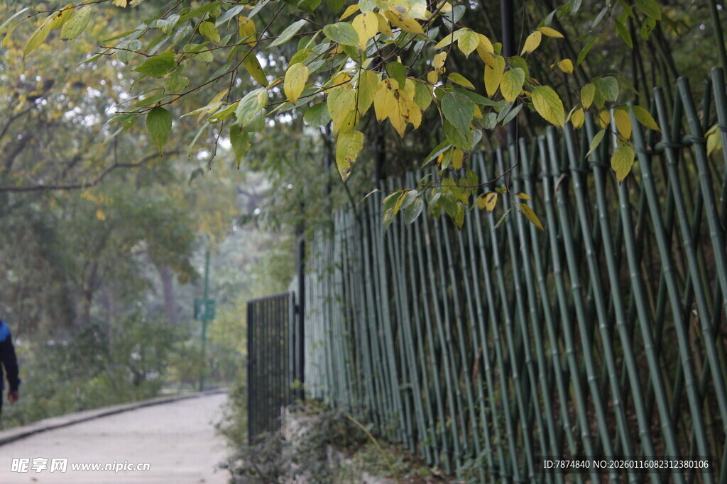 林间竹篱小径 静谧之景