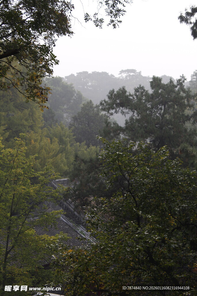 山林薄雾中的绿意景致