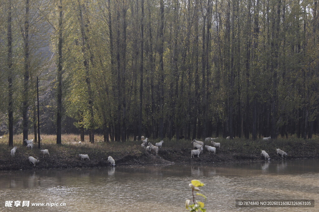 湖畔黄花与休憩飞鸟