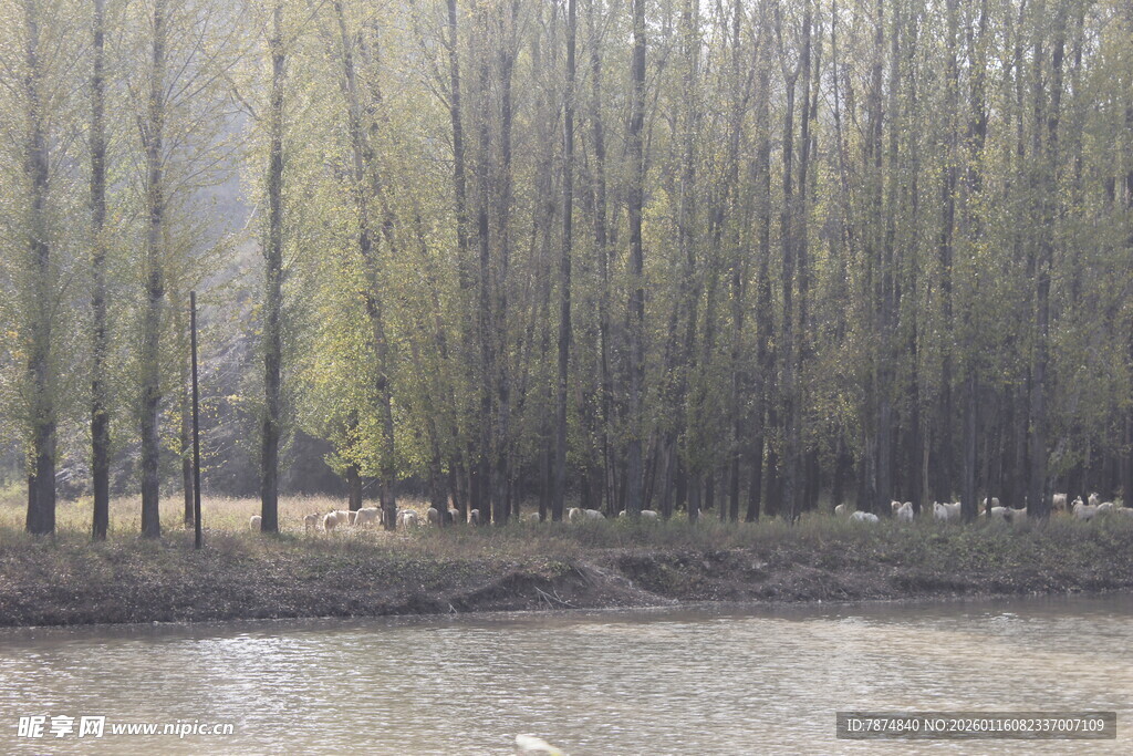 河畔树林景观