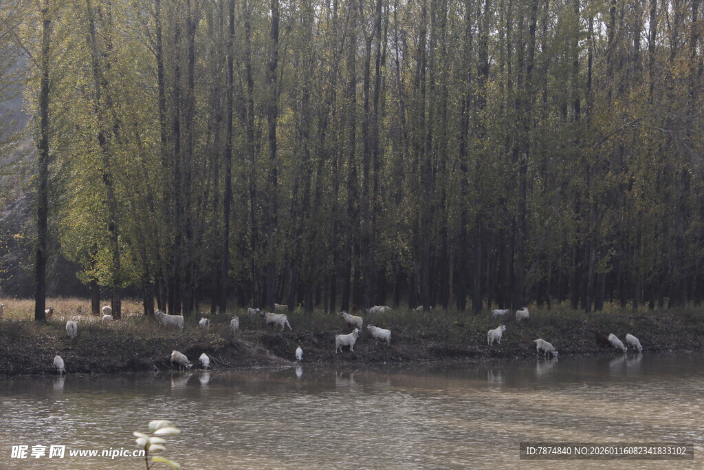 湖畔群鸟栖息于树林边